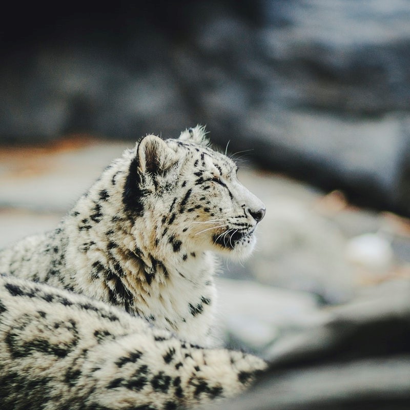 Snow leopard