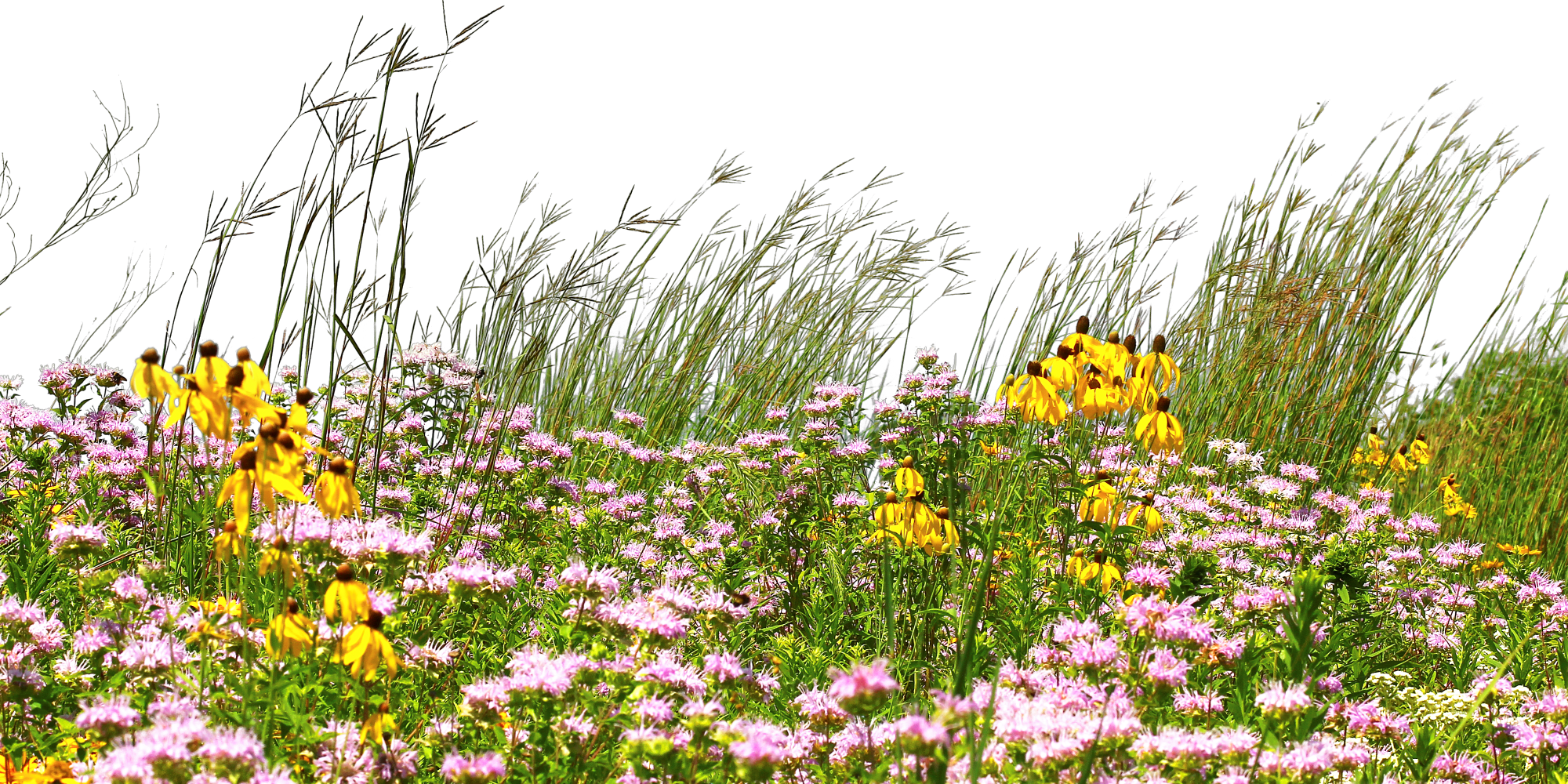 Field of Flowers - Plants Quantum Physics