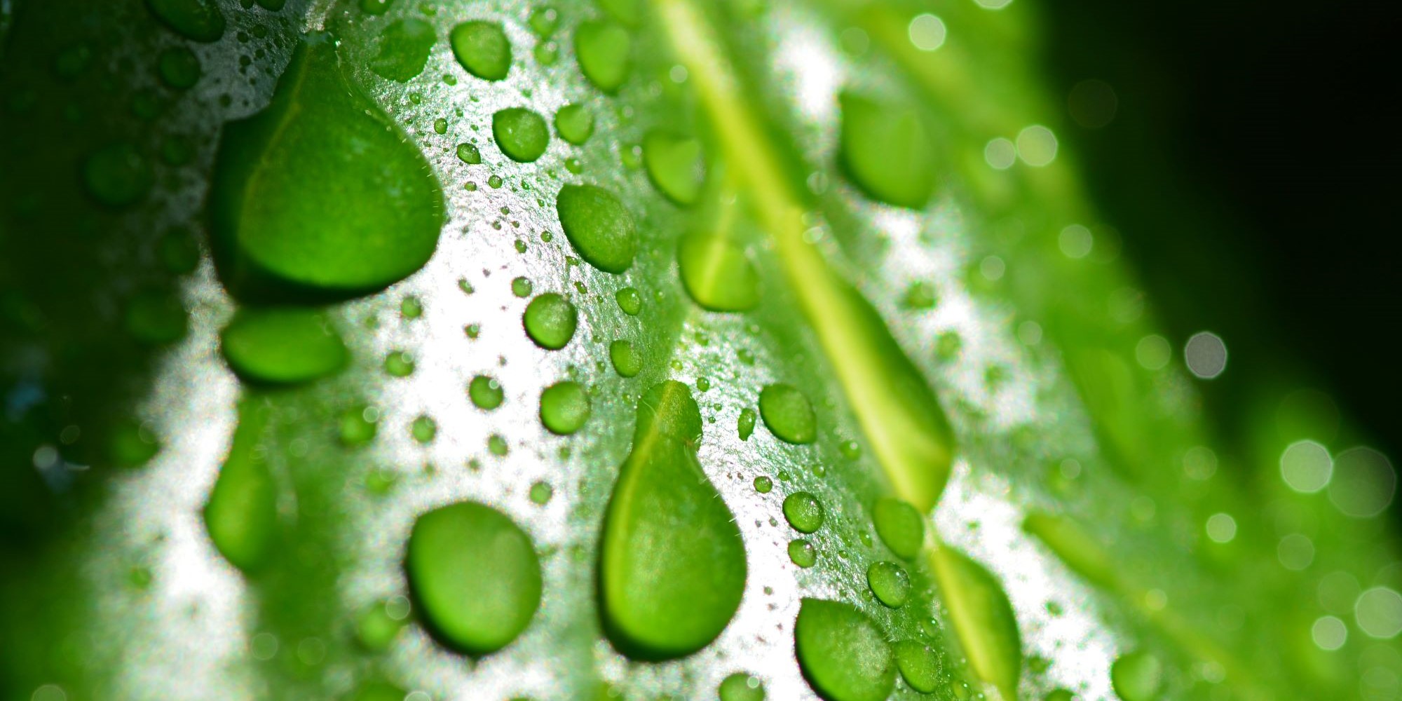 Water drops on leaf